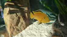 Labidochromis caeruleus yellow Männchen 
