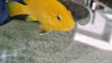 Labidochromis caeruleus yellow Weibchen