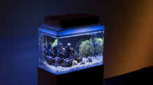 Aquarium Hauptansicht von 1,5l Nano - Aquarium
