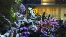 Dekoration im Aquarium Becken 4431
