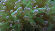 Pflanzen im Aquarium Becken 4431