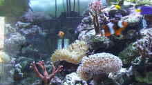 Technik im Aquarium Becken 4431