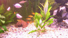 Pflanzen im Aquarium Becken 4457