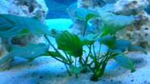 Pflanzen im Aquarium Becken 446