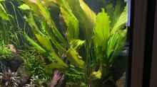 Pflanzen im Aquarium 875 Liter Südamerika-Gesellschaft