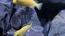 Eine Gruppe Labidochromis Yellow