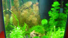 Aquarium Hauptansicht von Becken 4558