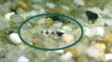 Corydoras hastatus Nachwuchs ca. 2/3 Tage alt, ca. 2 mm