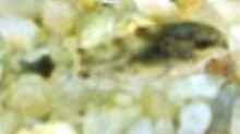 Corydoras hastatus