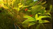 Pflanzen im Aquarium Becken 4609