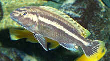 Melanochromis ´Auratus´ Männchen