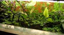 Pflanzen im Aquarium Becken 4819