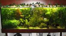 Pflanzen im Aquarium Becken 4891