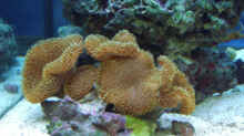 Aquarium Becken 4934