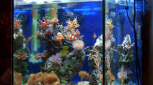 Dekoration im Aquarium Becken 4934