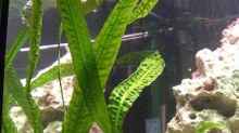Pflanzen im Aquarium Becken 4948