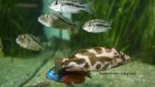 Nimbochromis livingstonii, Protomelas taeniolatus boadzulu, Aristochromis christyi