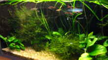 Pflanzen im Aquarium Becken 4978