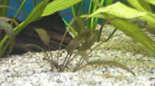 Pflanzen im Aquarium Becken 5052