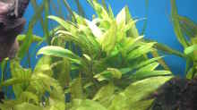 Pflanzen im Aquarium Becken 5052
