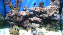 Aquarium Becken 5109