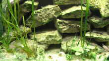 Dekoration im Aquarium Becken 511