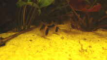Corydoras duplicareus