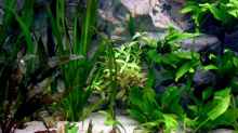 Pflanzen im Aquarium Becken 5180