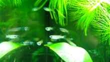 Normans Leuchtaugenfische (Aplocheilichthys normani)