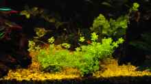 Pflanzen im Aquarium Becken 5268