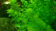 Pflanzen im Aquarium Becken 5335
