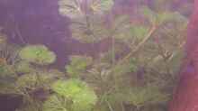 Pflanzen im Aquarium Becken 5430