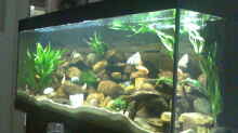 Aquarium Becken 5433