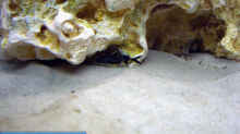 Einer von 5 Synodontis Petricola