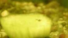 Kleine Biene auf Gurkenende