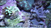 Pflanzen im Aquarium Becken 5508