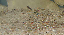 Julidochromis-Arten