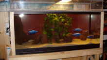 Aquarium Becken 563