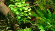 Pflanzen im Aquarium Becken 5730