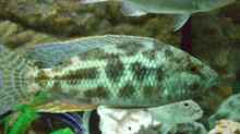 Nimbochromis polystigma