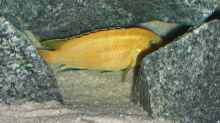Labidochromis Caeruleus Männchen in seiner Höhle