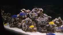 Dekoration im Aquarium Becken 5801
