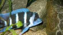 Blue Zaire Männchen