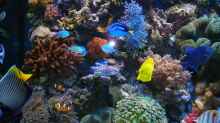 Aquarium Becken 5845