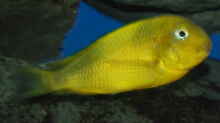 Kiriza Yellow
