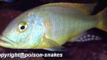 1,0 Buccochromis rhoadesi