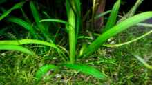 Amazonas-Zwergschwertpflanze (Echinodorus spec. grisebachii)