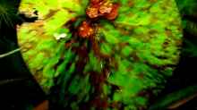 Kleinblütige Seerose/Tigerlotus (Nymphaea micrantha) 