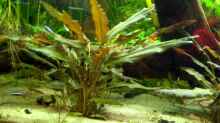 Pflanzen im Aquarium Becken 6165