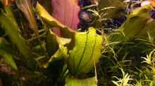 Echinodorus rosé